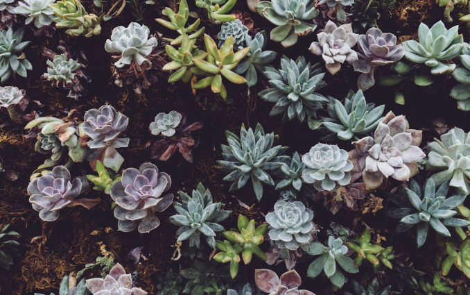 Plant